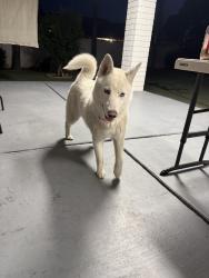 Found/Stray Male Dog last seen California , Bakersfield, CA 93309
