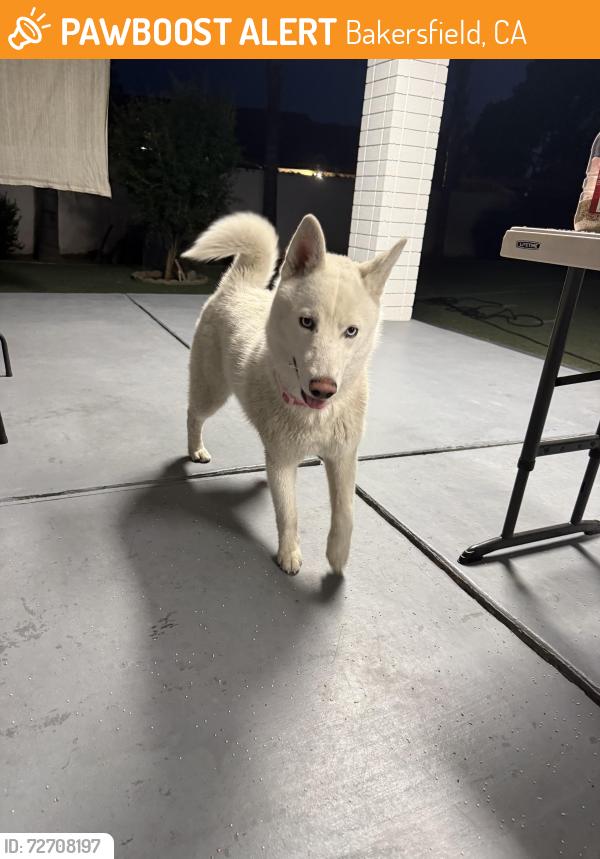 Found/Stray Male Dog last seen California , Bakersfield, CA 93309