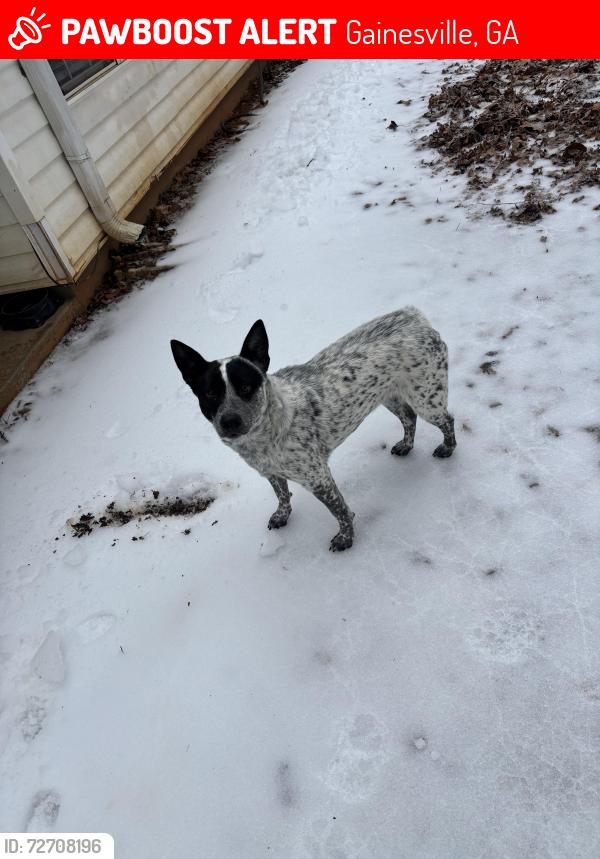 Lost Female Dog last seen Bridgewater Windsor way Gainesville ga , Gainesville, GA 30506