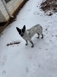 Lost Female Dog last seen Bridgewater Windsor way Gainesville ga , Gainesville, GA 30506