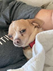 Lost Male Dog last seen Near E shadow Creek Dr , Biloxi, MS 39532