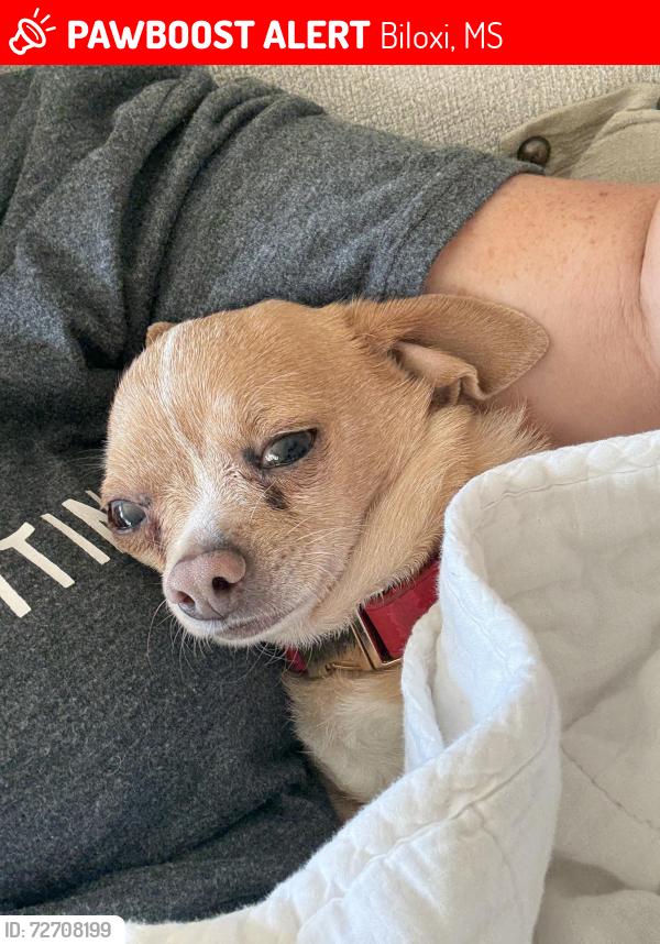 Lost Male Dog last seen Near E shadow Creek Dr , Biloxi, MS 39532