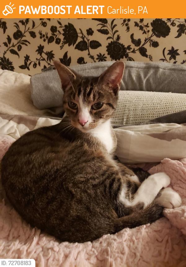 Found/Stray Unknown Cat last seen Corner of C Street and Factory Street, Carlisle, PA 17013
