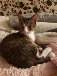Found/Stray Unknown Cat last seen Corner of C Street and Factory Street, Carlisle, PA 17013