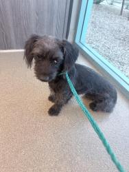 Found/Stray Male Dog last seen Clayton and Carrie , North Las Vegas, NV 89031