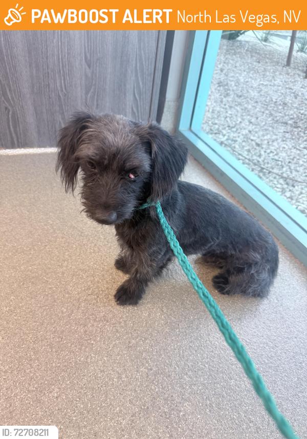 Found/Stray Male Dog last seen Clayton and Carrie , North Las Vegas, NV 89031
