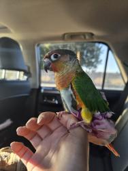Lost Male Bird last seen Fowler and Mitc, Ceres, CA 95307