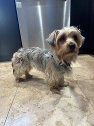 Found/Stray Female Dog last seen Cudahy, CA, Cudahy, CA 90201