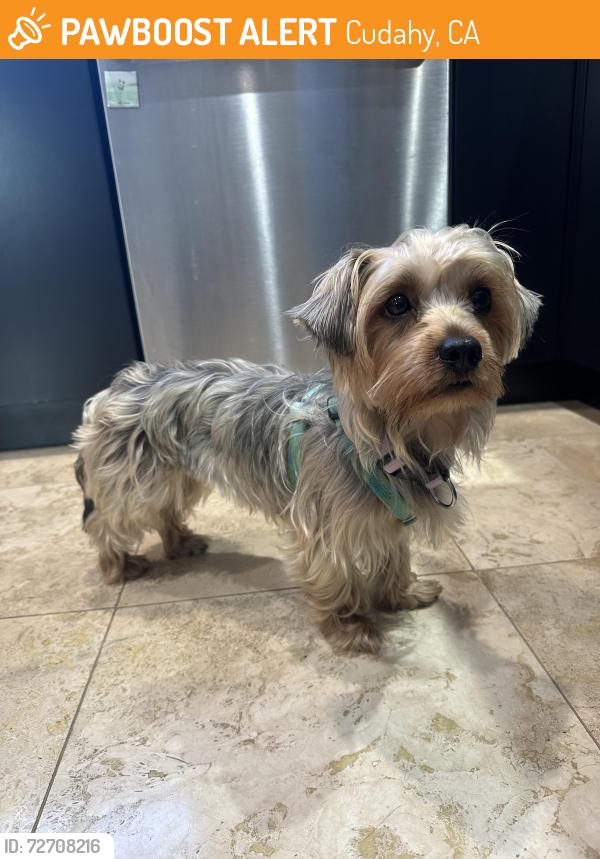 Found/Stray Female Dog last seen Cudahy, CA, Cudahy, CA 90201