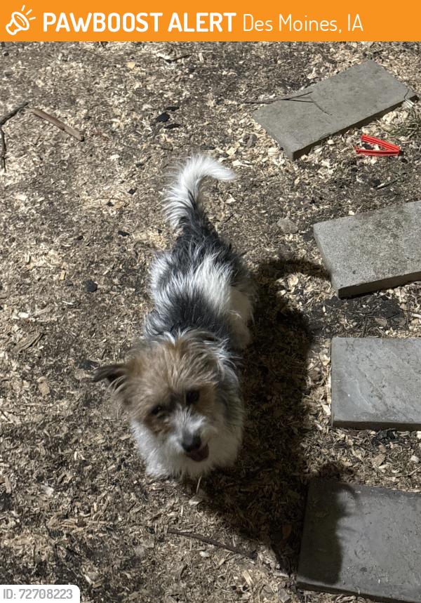 Found/Stray Male Dog last seen 27th and Meek, Des Moines, IA 50314