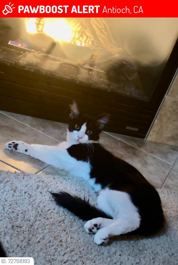 Lost Male Cat last seen Plumbridge way and Letrium Way, Antioch, CA 94531