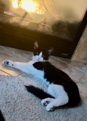 Lost Male Cat last seen Plumbridge way and Letrium Way, Antioch, CA 94531