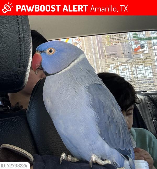Lost Male Bird last seen Glenwood area, Amarillo, TX 79101