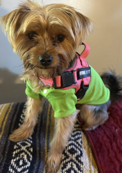 Lost Male Dog last seen Tara Road, Clayton County, GA 30238