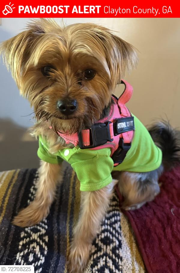 Lost Male Dog last seen Tara Road, Clayton County, GA 30238