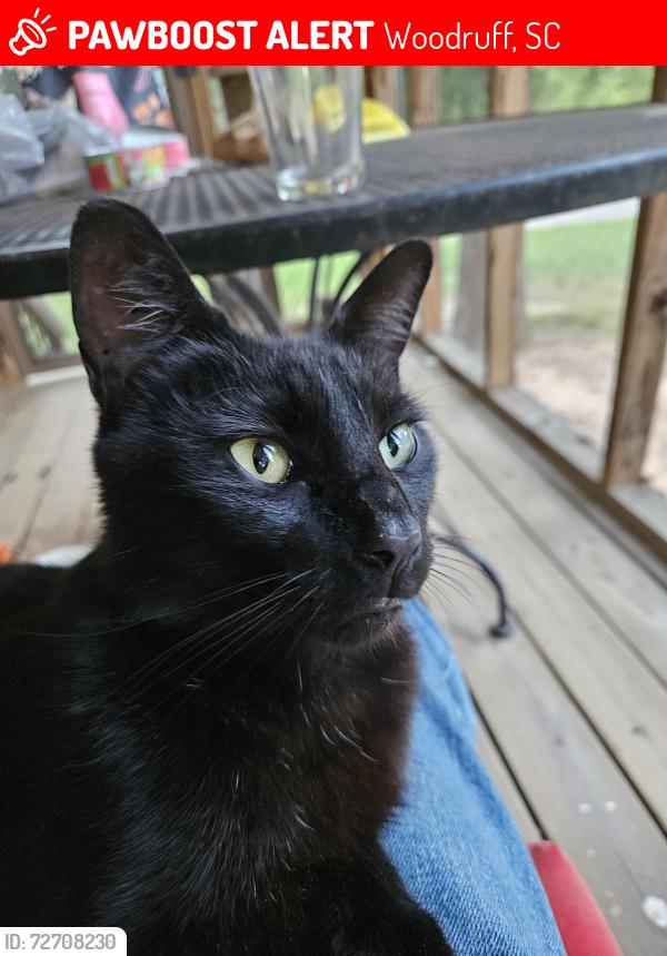 Lost Male Cat last seen Hwy 417 Hwy 101, Woodruff, SC 29388