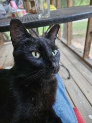Lost Male Cat last seen Hwy 417 Hwy 101, Woodruff, SC 29388