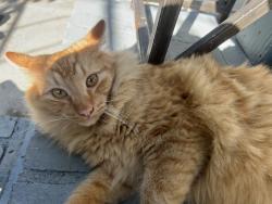 Lost Male Cat last seen Mission , Pomona, CA 91766