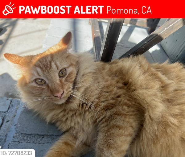 Lost Male Cat last seen Mission , Pomona, CA 91766