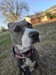 Found/Stray Female Dog last seen Nw 28th and Tudor, Oklahoma City, OK 73127