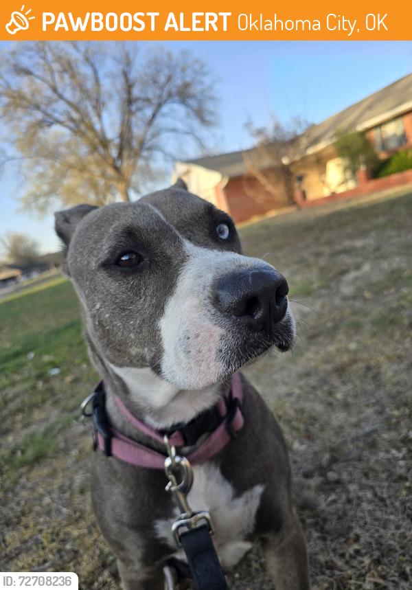 Found/Stray Female Dog last seen Nw 28th and Tudor, Oklahoma City, OK 73127