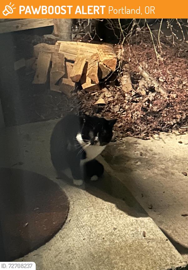 Found/Stray Unknown Cat last seen SE Stark St. & 91st Ave., Portland, OR 97216