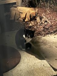 Found/Stray Unknown Cat last seen SE Stark St. & 91st Ave., Portland, OR 97216