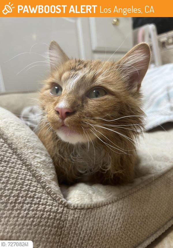 Found/Stray Male Cat last seen Bradley street and Bledsoe street, Los Angeles, CA 91342