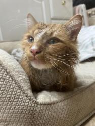 Found/Stray Male Cat last seen Bradley street and Bledsoe street, Los Angeles, CA 91342