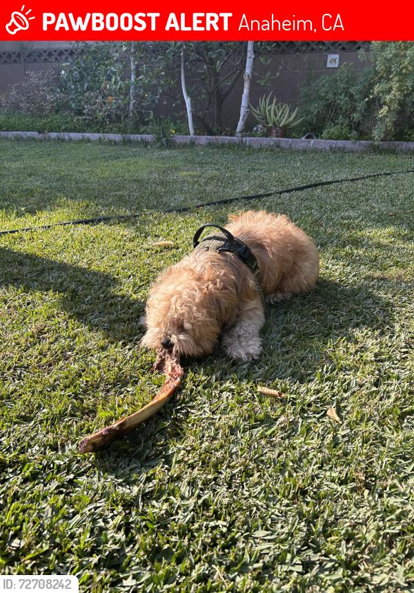 Lost Male Dog last seen Ninth street , Anaheim, CA 92802