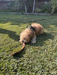 Lost Male Dog last seen Ninth street , Anaheim, CA 92802