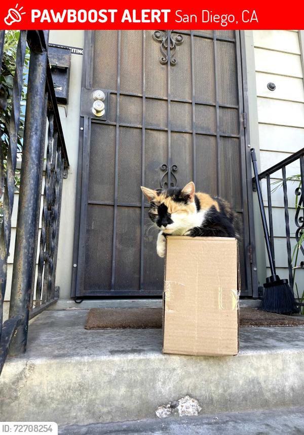 Lost Female Cat last seen Meade ave, San Diego, CA 92105
