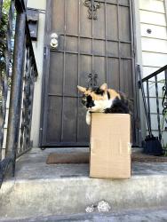 Lost Female Cat last seen Meade ave, San Diego, CA 92105