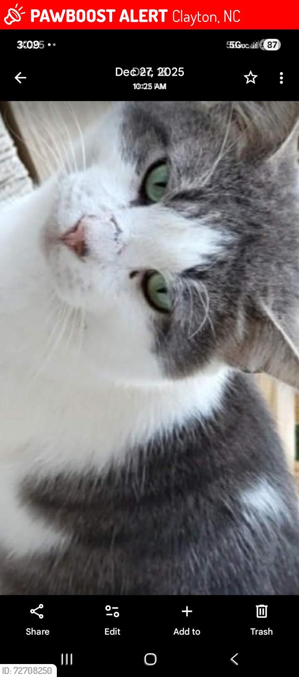 Lost Male Cat last seen Country Lane, Clayton, NC, Clayton, NC 27520