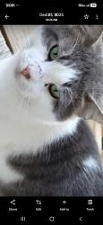 Lost Male Cat last seen Country Lane, Clayton, NC, Clayton, NC 27520