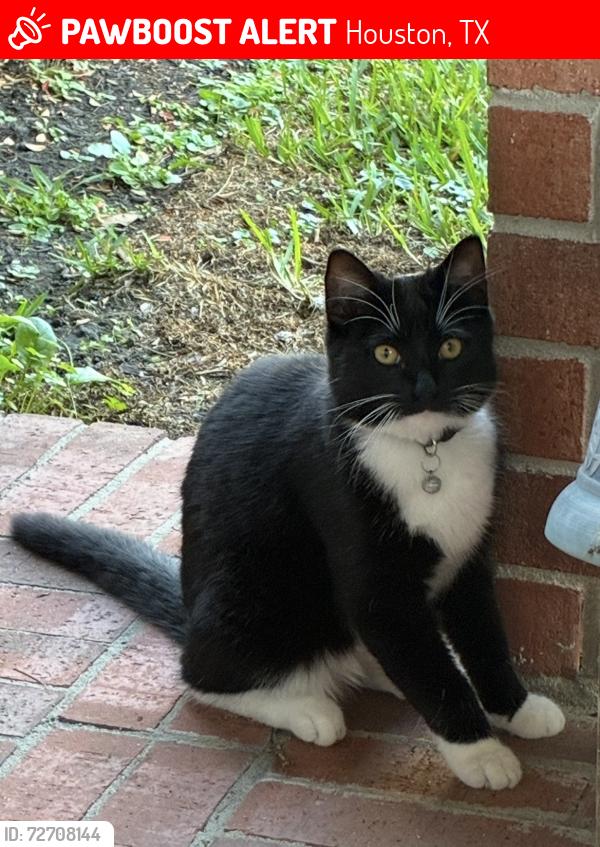Lost Male Cat last seen Cane Valley Ct @ Spring Mountain, Houston, TX 77044