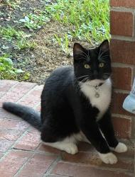 Lost Male Cat last seen Cane Valley Ct @ Spring Mountain, Houston, TX 77044