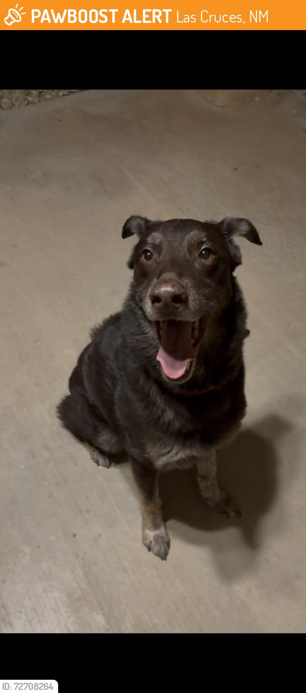 Found/Stray Male Dog last seen Camino dos Vidas , Las Cruces, NM 88012