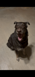 Found/Stray Male Dog last seen Camino dos Vidas , Las Cruces, NM 88012