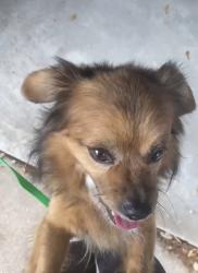 Lost Male Dog last seen Welsh, College Station, TX 77845