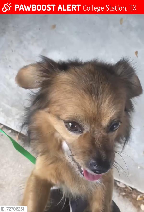 Lost Male Dog last seen Welsh, College Station, TX 77845
