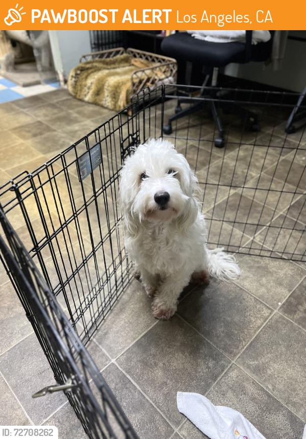 Found/Stray Female Dog last seen We are at 31 st. And Hill St, Los Angeles, CA 90007