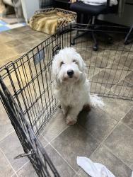 Found/Stray Female Dog last seen We are at 31 st. And Hill St, Los Angeles, CA 90007