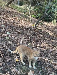Lost Male Cat last seen Penland , Spruce Pine, NC 28777