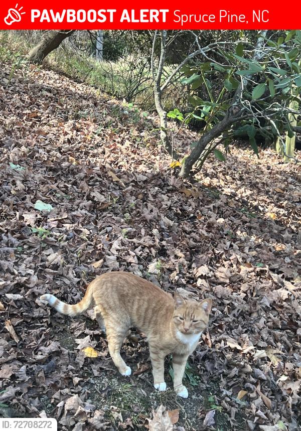 Lost Male Cat last seen Penland , Spruce Pine, NC 28777
