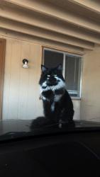 Lost Male Cat last seen Poplar St & Ohio close to Indiana &Linden St, Caldwell, ID 83605