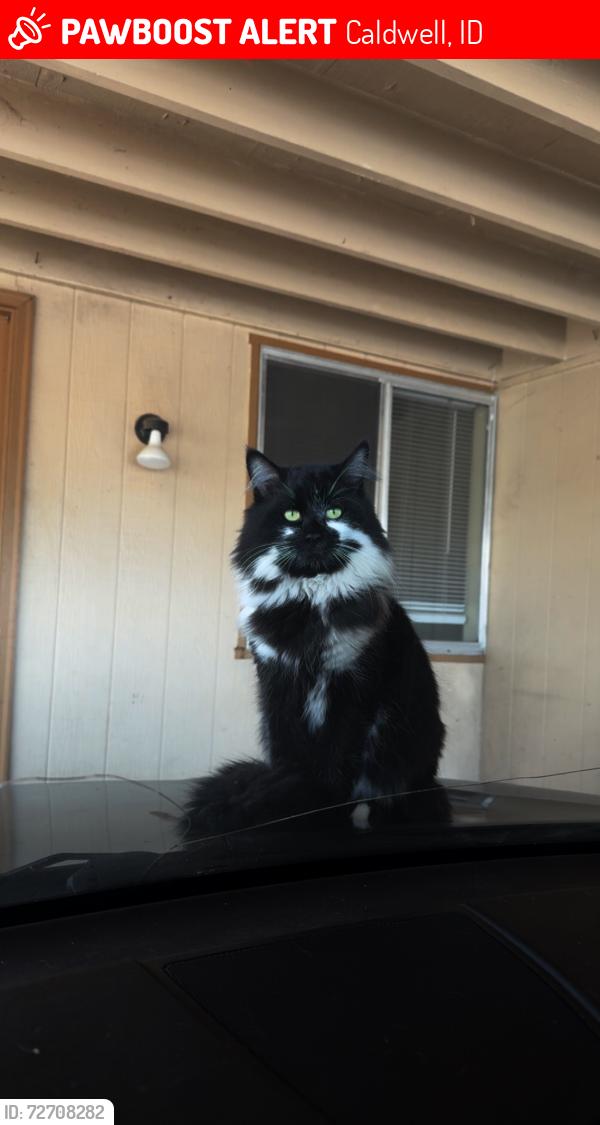 Lost Male Cat last seen Poplar St & Ohio close to Indiana &Linden St, Caldwell, ID 83605