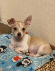 Lost Male Dog last seen Mayberry, Mission, TX 75872
