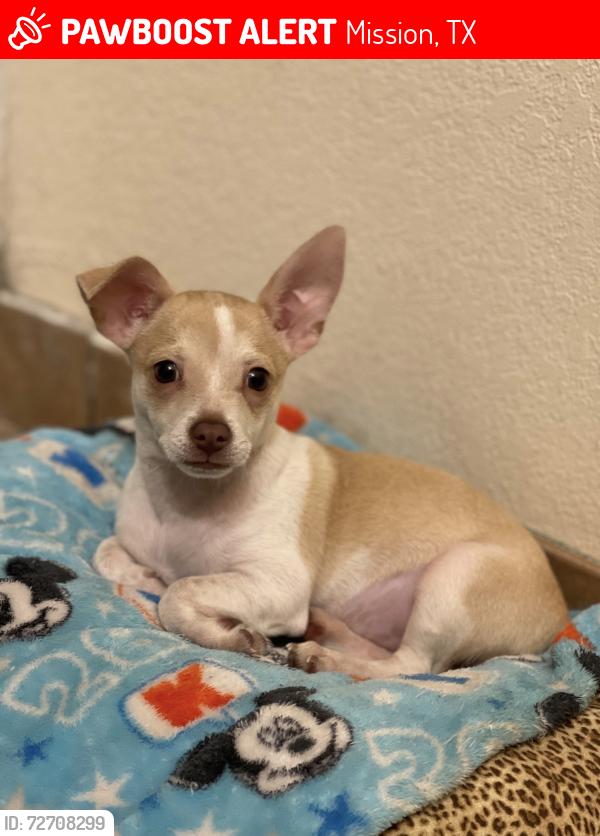 Lost Male Dog last seen Mayberry, Mission, TX 75872
