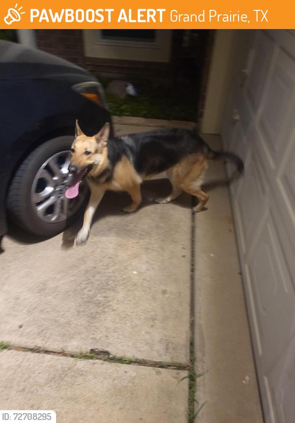 Found/Stray Female Dog last seen Endicott & Bardin, Grand Prairie, TX 75052